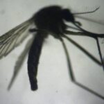 abdde ilk kez bir insanda yeni dunya vida kurdu sinegi vakasi goruldu acik yaralara larva birakarak canli dokuyu yiyor ZKqAl2xn