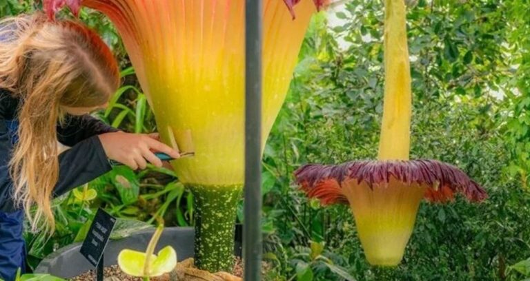 bu cicegi koklayan hayata kusuyor 35 yil sonra yeniden cicek acti ggtv5dug