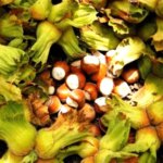 samsunda findik hasadi basladi CEJXa2WA