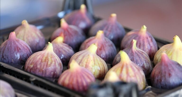 bursa siyah inciri ab gumruklerinde bekletiliyor ureticiler endiseli 12NSZEU7