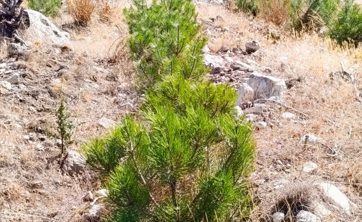 nallihanda 2 milyon fidan dikimi rnpsbhxW