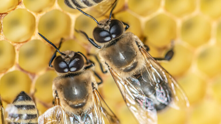 erkek arilar ciftlesme sirasinda neden patlayarak oluyor xtvaFvQI.jpg