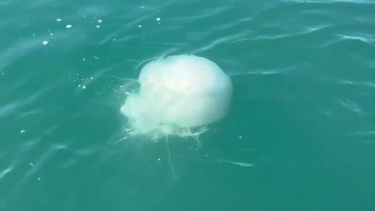 iskenderunda zehirli denizanasi populasyonu ve zehirlenme vakalari artti 6sy89kDV.jpg