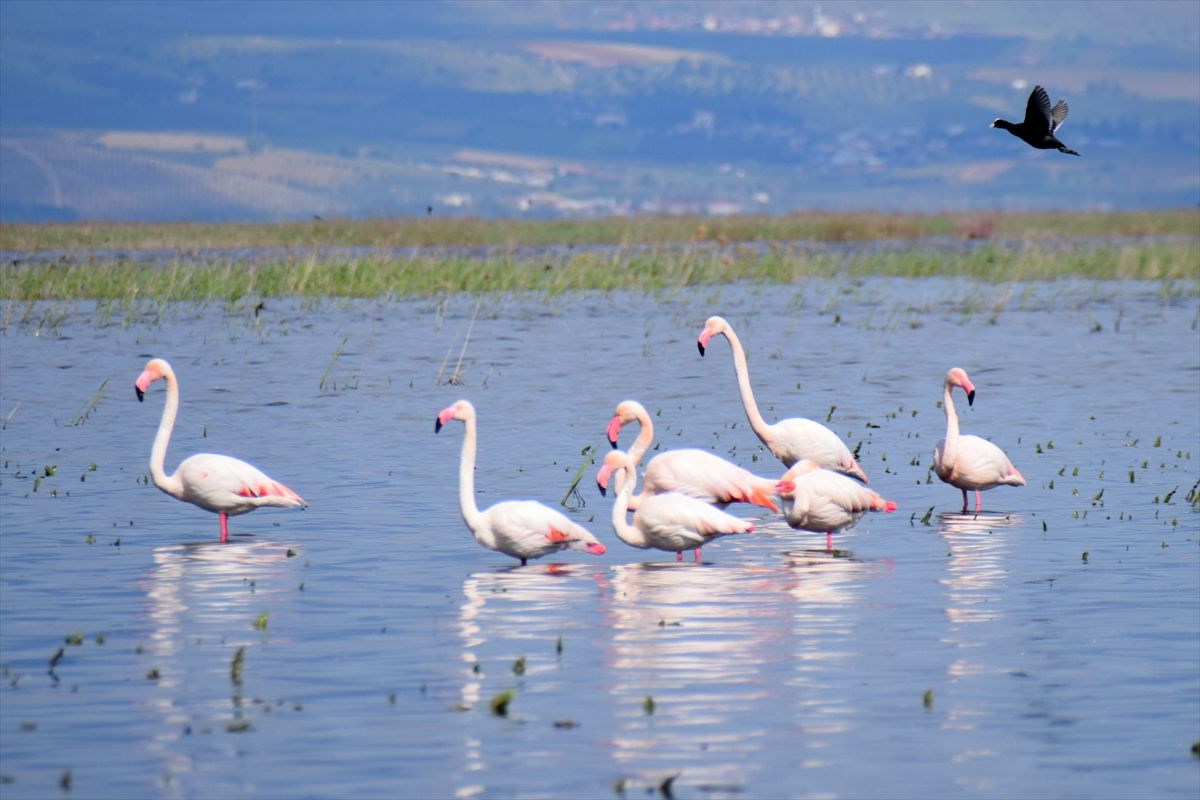 Marmara Gölü’nde Doğanın Yeniden Uyanışı